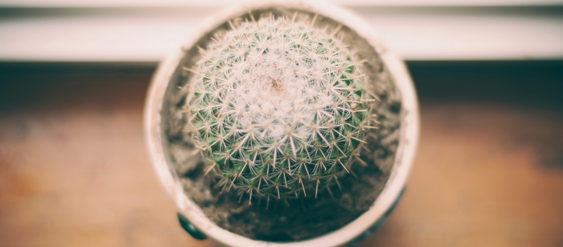 Plant