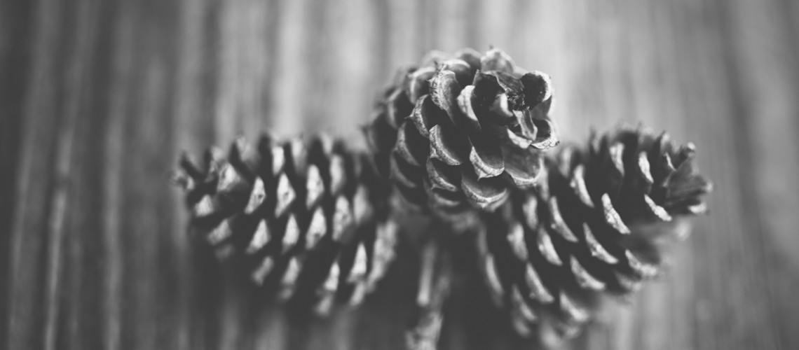 Pine Cones