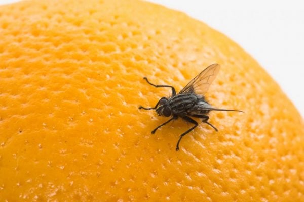 12 Common Flies In Singapore Homes & How To Get Rid Of Them - Style Degree