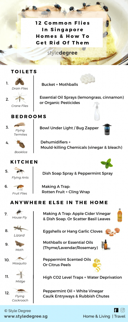 Flies in Singapore Homes, How To Get Rid of Flies, Flying Insects, Drain Flies, Lizards, Mosquitoes, Style Degree, StyleMag