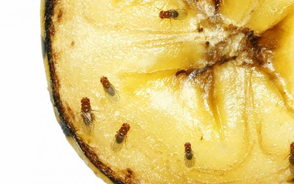 12 Common Flies In Singapore Homes & How To Get Rid Of Them - Style Degree