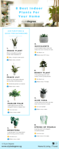 Best Indoor Plants, Low Maintenance, Growing Indoor Plants, Style Degree, Singapore, SG, StyleMag