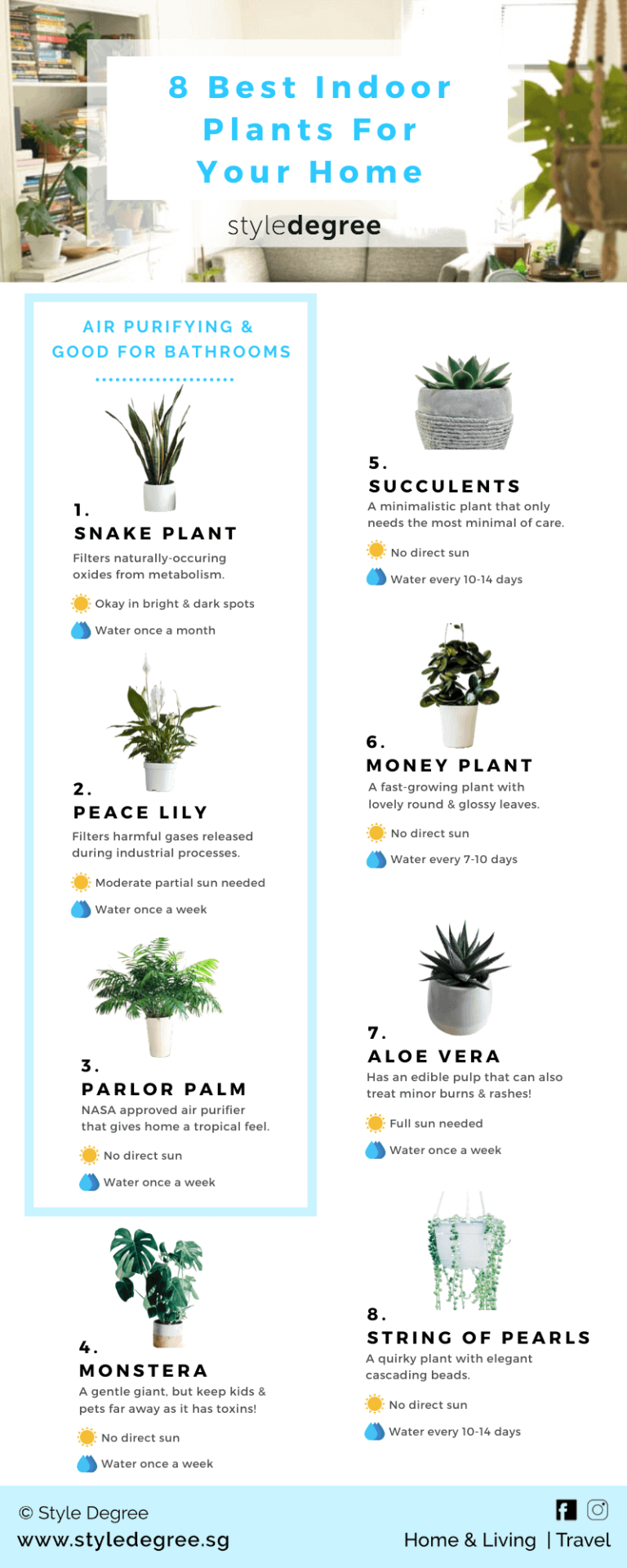 14 Best Indoor Plants & Easy Edibles To Grow In Singapore Style Degree