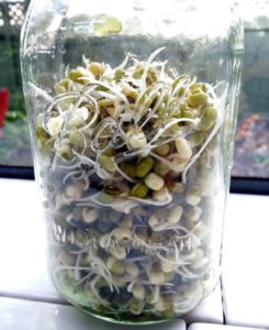 Growing Bean Sprouts, Edibles, Growing Indoor Plants, Style Degree, Singapore, SG, StyleMag