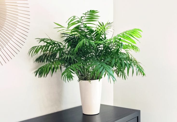 14 Best Indoor Plants & Easy Edibles To Grow In Singapore Style Degree