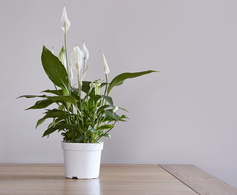 14 Best Indoor Plants & Easy Edibles To Grow In Singapore Style Degree