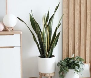 Snake Plant, Air Purifying, Low Maintenance, Growing Indoor Plants, Style Degree, Singapore, SG, StyleMag