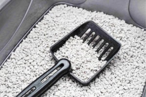 Neutralise bad odours with kitty litter, how to remove post renovation smell, how to get rid of new furniture smell, Style Degree, Singapore, SG, StyleMag.