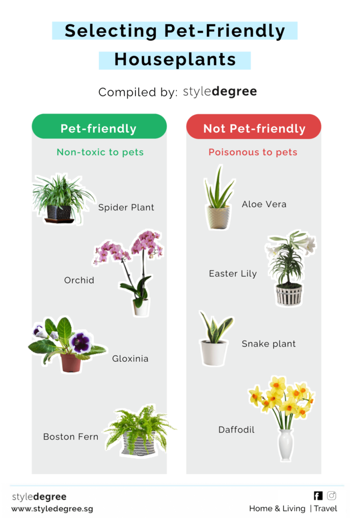 Pet friendly houseplants for cats and dogs, Style Degree, Singapore, SG