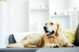 Pet friendly sofa materials, pet hair resistant fabric, pet-friendly home ideas, Style Degree, Singapore, SG, StyleMag.