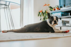 Pet-friendly home design ideas, pet friendly tiles, pet friendly wall paint, tips for a pet-friendly home, Style Degree, Singapore, SG, StyleMag.