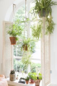 Hanging plant ideas, Singapore, SG, StyleDegree, StyleMag