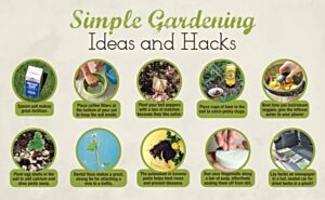 Plant hacks, How to make plants last longer, Singapore, SG, StyleDegree, StyleMag