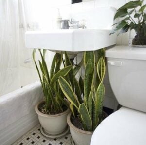 Camouflage bathroom piping with plants, Hide sink pipes with potted plants, Style Degree, Singapore, SG, StyleMag.
